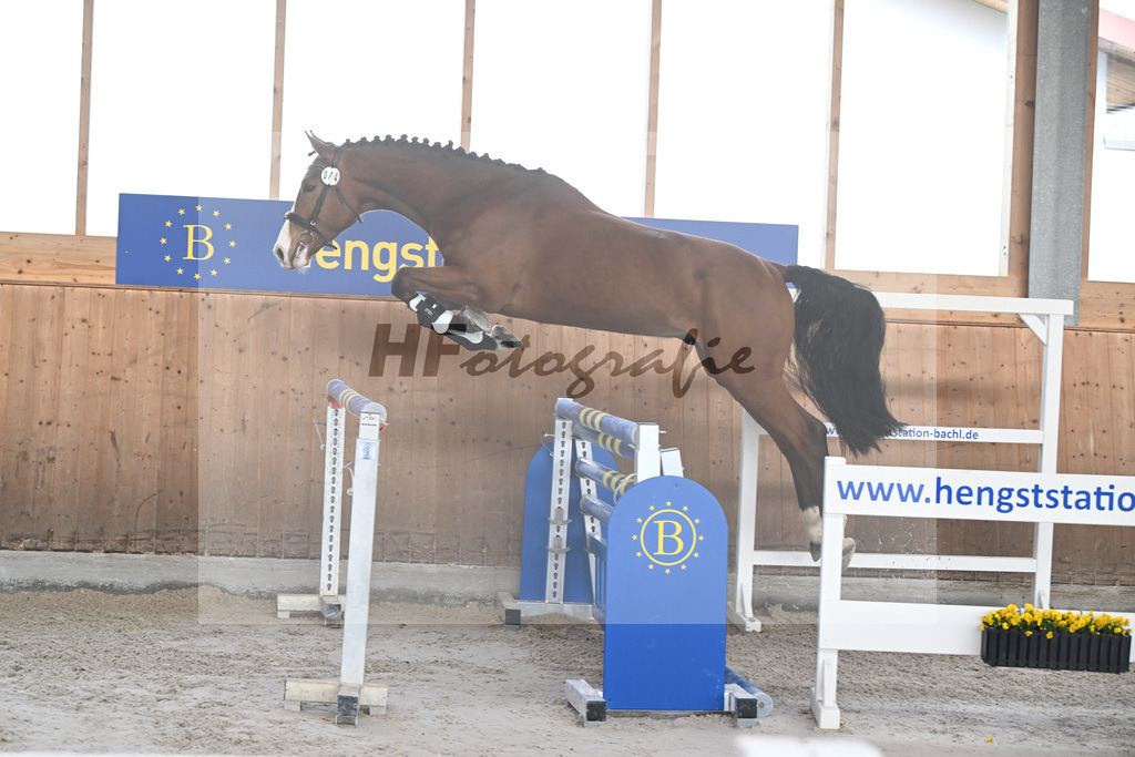 Kat-Nr. 14 Agathus de la Ceur v. Asterix de Couleur_Hoffmeister_14260792 | hf-fotografie - Realisiert mit Pictrs.com