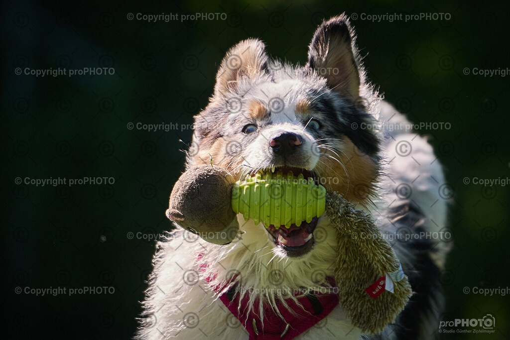 185_202509_4Hundebadetag_NZ9_2724 | proPHOTO - Realisiert mit Pictrs.com