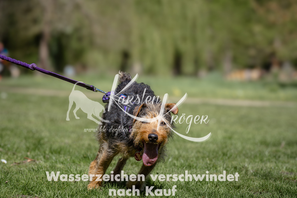 1245_ZZ94159 | kk-dogfotos