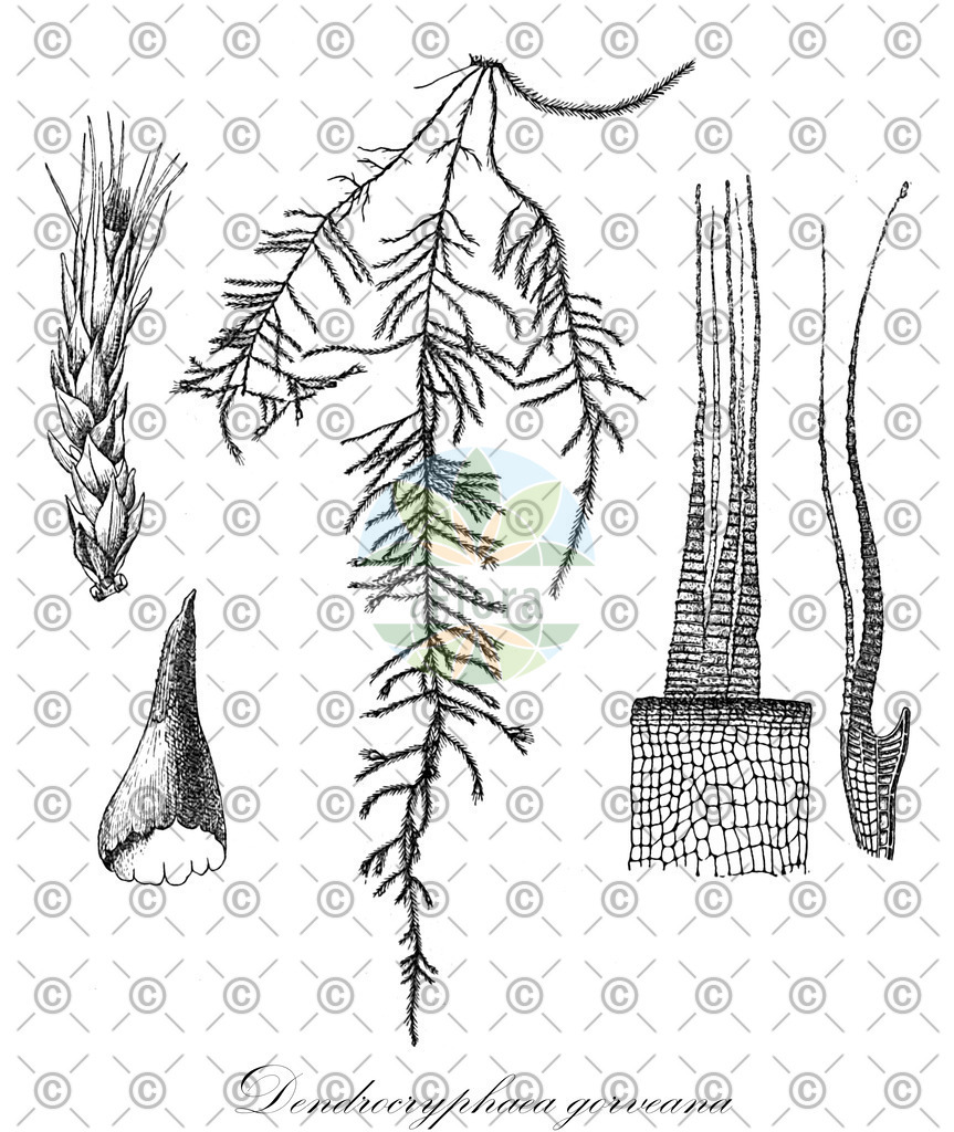 HistAbb_wfo-0001207748_1_ENZY_Simple | Historische Abbildung von Dendrocryphaea gorveana - Cryphaeaceae | Historical Illustration of Dendrocryphaea gorveana - Cryphaeaceae