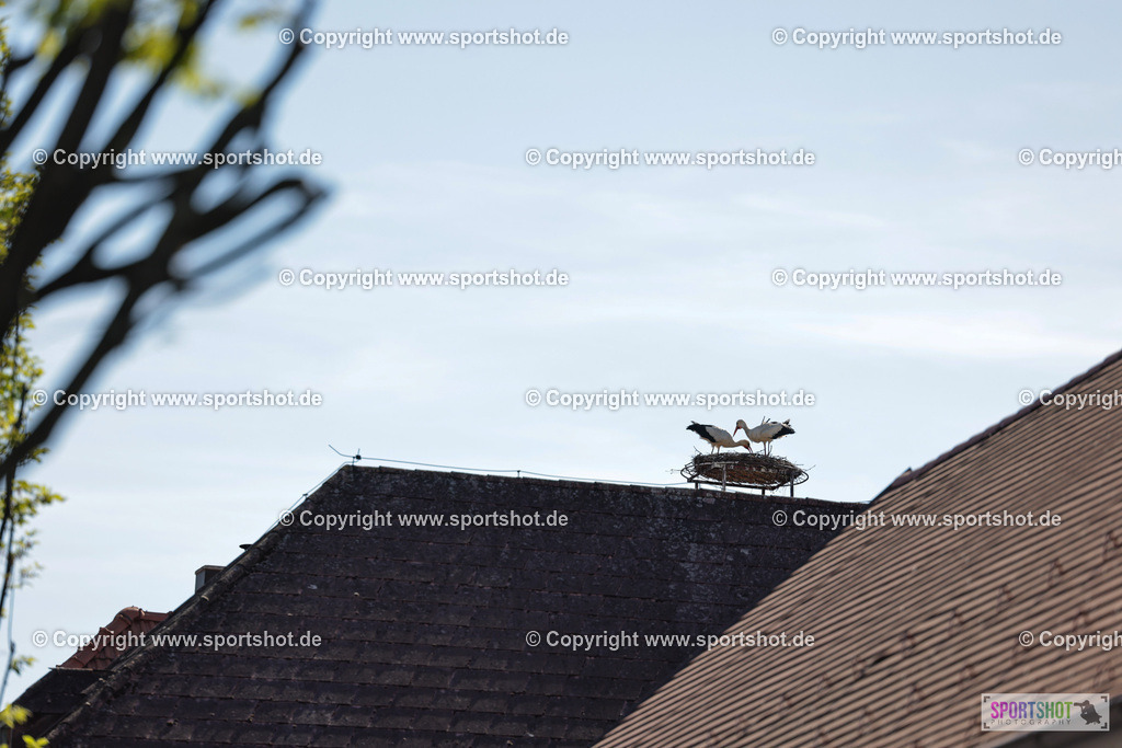 088_VJ__5608 | Neusiedlersee Radmarathon 2026@sportshot_your_pictrs #yourpictures#roadtowm2029 #nrm #neusiedlerseeradmarathon #neusiedlersee #neusiedlerseetourismus #burgenland #mörbisch #nrm26 #burgenlandtourismus #voglundco #poweredbyburgenlandtourismus #radsport #rad #marathon #ucigranfondo #visitburgenland #ucigranfondoworldseries