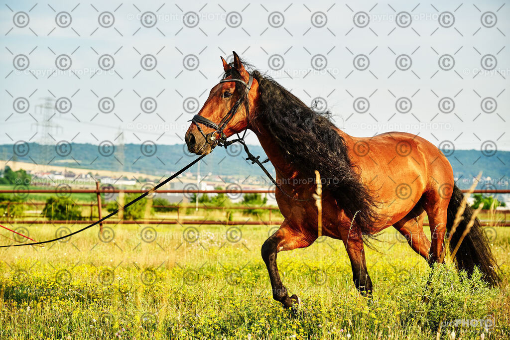 296_202406_Niki-Herodes_NZ9_0244 | proPHOTO - Realisiert mit Pictrs.com