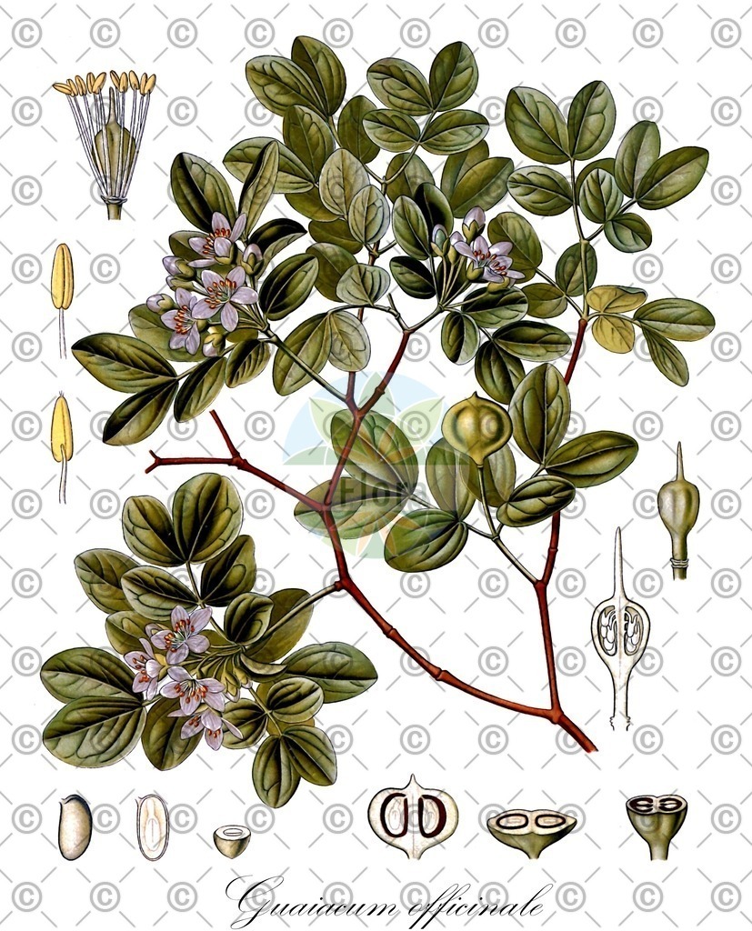 HistAbb_wfo-0000710756_1_ENZY_Simple | Historische Abbildung von Guaiacum officinale - Zygophyllaceae (Guajakbaum;Franzosenholzbaum;Guajakholzbaum;Pockholzbaum;Franzosenholz;Guajakabaum) | Historical Illustration of Guaiacum officinale - Zygophyllaceae