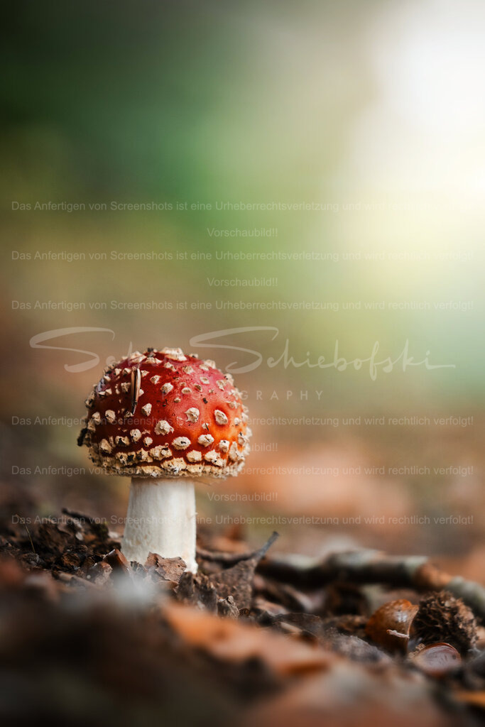 Fliegenpilz | Exklusive Naturfotografie für stilvolle Wanddekoration ★ Premium Wandbilder Made in Germany ✔️ FineArt Drucke & Downloads ✔️ Brillante Farben, höchste Qualität & weltweiter Versand ✔️ - Realisiert mit Pictrs.com