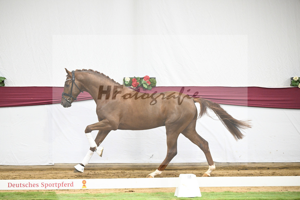 Kat-Nr. 49 Johnny Depp x San Amour I_MH Pferdezucht u. -sport GmbH_47251831 | hf-fotografie - Realisiert mit Pictrs.com