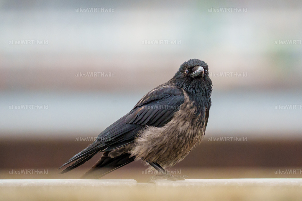 allesWIRTHwild.de - 7IV05091 | Entdecke die faszinierende Welt der Natur- und Wildlife-Fotografie von Daniel und Bärbel. Inspirierende Bilder von wilden Tieren und kleinen Naturwundern.