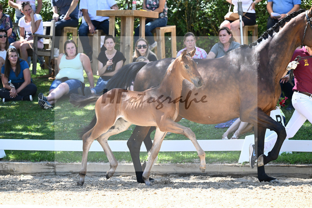 Kat-Nr. 44 HF DSP Va Bene x Sir Donnerhall_Kopp_27230700 | hf-fotografie - Realisiert mit Pictrs.com