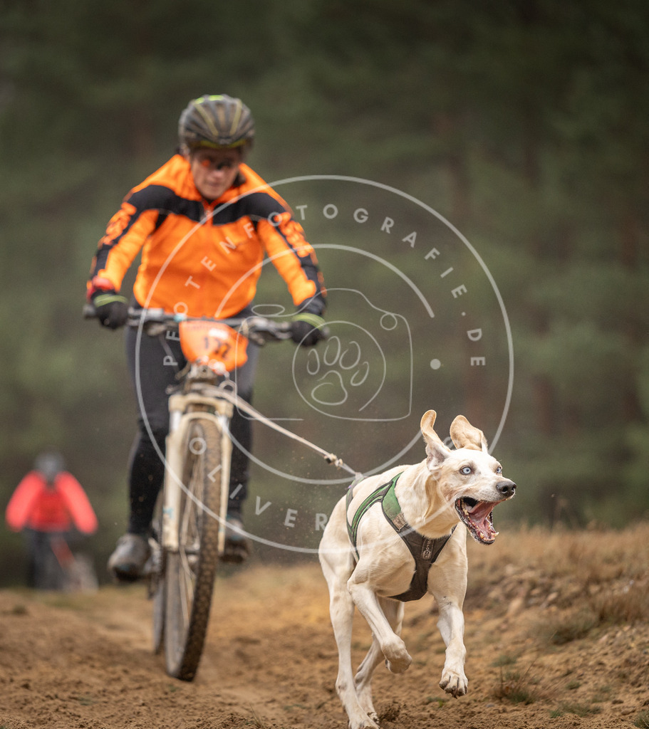 Pfotenfotografie_DV3A3675 | Hundefotografie, Tierfotograf, Pfotenfotografie, Fotoshooting Hund, Hunde Portrait, Hundesport, Hundeportraits, Heideshooting, Hunde, Sportfotograf, Hundefotograf, Turnierhundsport, THS,  - Realisiert mit Pictrs.com