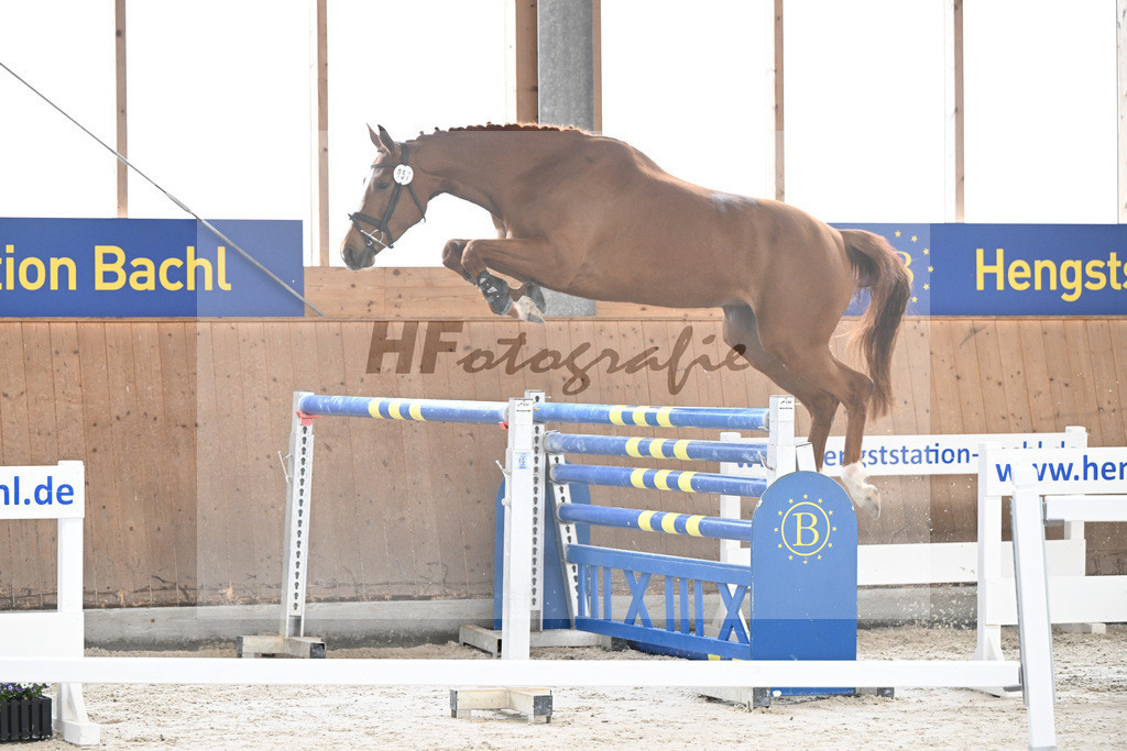 Kat-Nr. 57 Zauberwald v. Talent Charboniere_Bray_5251679 | hf-fotografie - Realisiert mit Pictrs.com