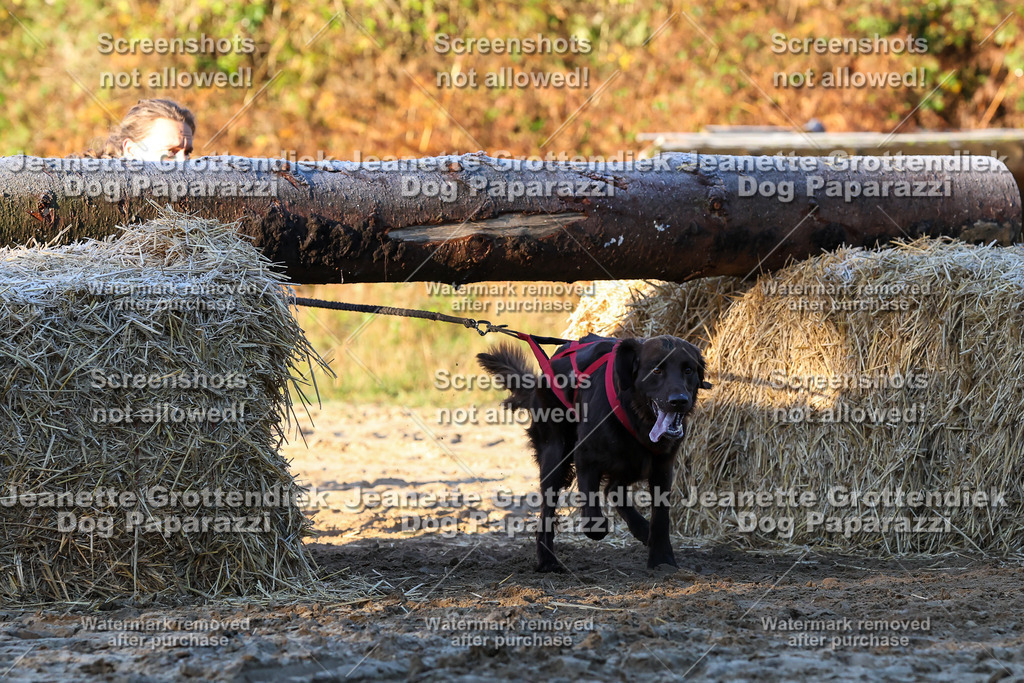 Dog Paparazzi - Strongdog 10-25-658 | Dog Paparazzi Jeanette Grottendiek Fotografie & Videografie - Realisiert mit Pictrs.com