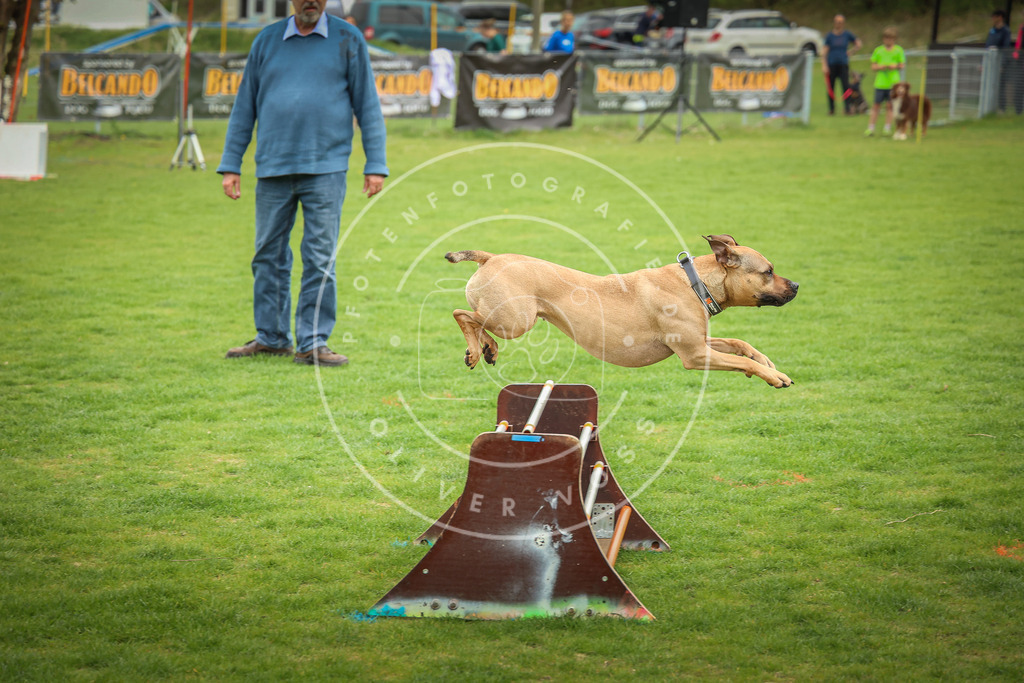 Pfotenfotografie_0L8A9496 | Hundefotografie, Tierfotograf, Pfotenfotografie, Fotoshooting Hund, Hunde Portrait, Hundesport, Hundeportraits, Heideshooting, Hunde, Sportfotograf, Hundefotograf, Turnierhundsport, THS,  - Realisiert mit Pictrs.com