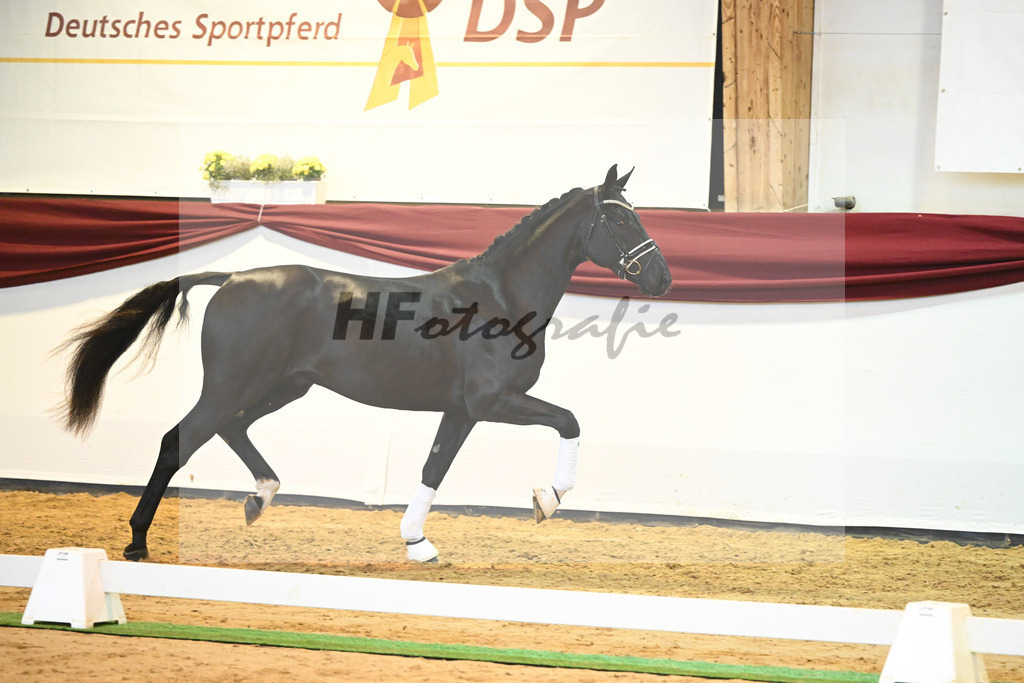 Kat-Nr. 65 v. De Niro Gold_Rohrmoser_66222272 | hf-fotografie - Realisiert mit Pictrs.com