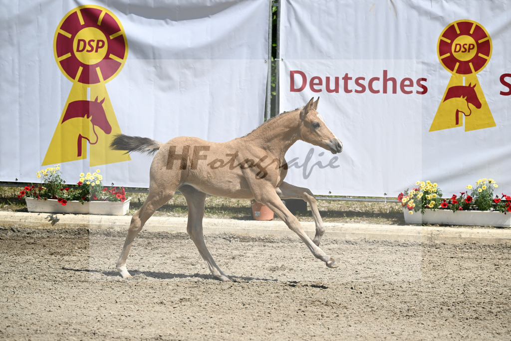 Kat-Nr. 41 SF Dancing Snowflake AT_Albrecht_12231089 | hf-fotografie - Realizzato con Pictrs.com