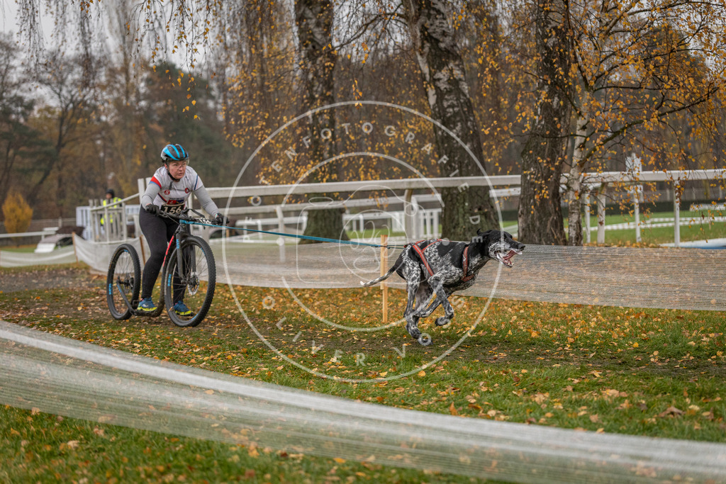 CaniXpix_DV3A7719 | Hundefotografie, Tierfotograf, Pfotenfotografie, Fotoshooting Hund, Hunde Portrait, Hundesport, Hundeportraits, Heideshooting, Hunde, Sportfotograf, Hundefotograf, Turnierhundsport, THS,  - Realisiert mit Pictrs.com