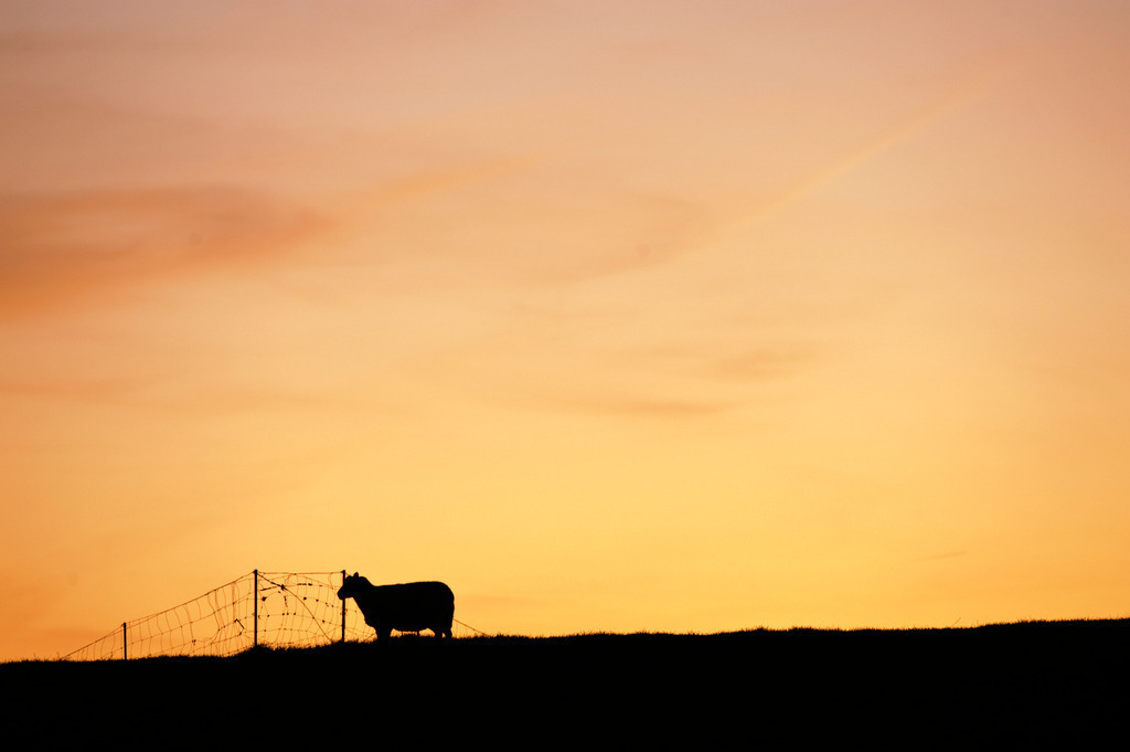 Schaf am Deich | Europa, Deutschland, Schleswig-Holstein, Westerhever, Schaf am Deich bei Abendrot - Realisiert mit Pictrs.com