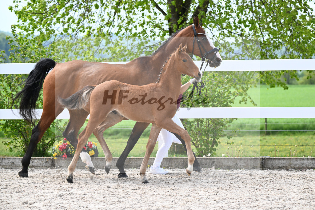 Kat-Nr. 15 HF La Vie x Pagalli_Haefele_23260447 | hf-fotografie - Realisiert mit Pictrs.com