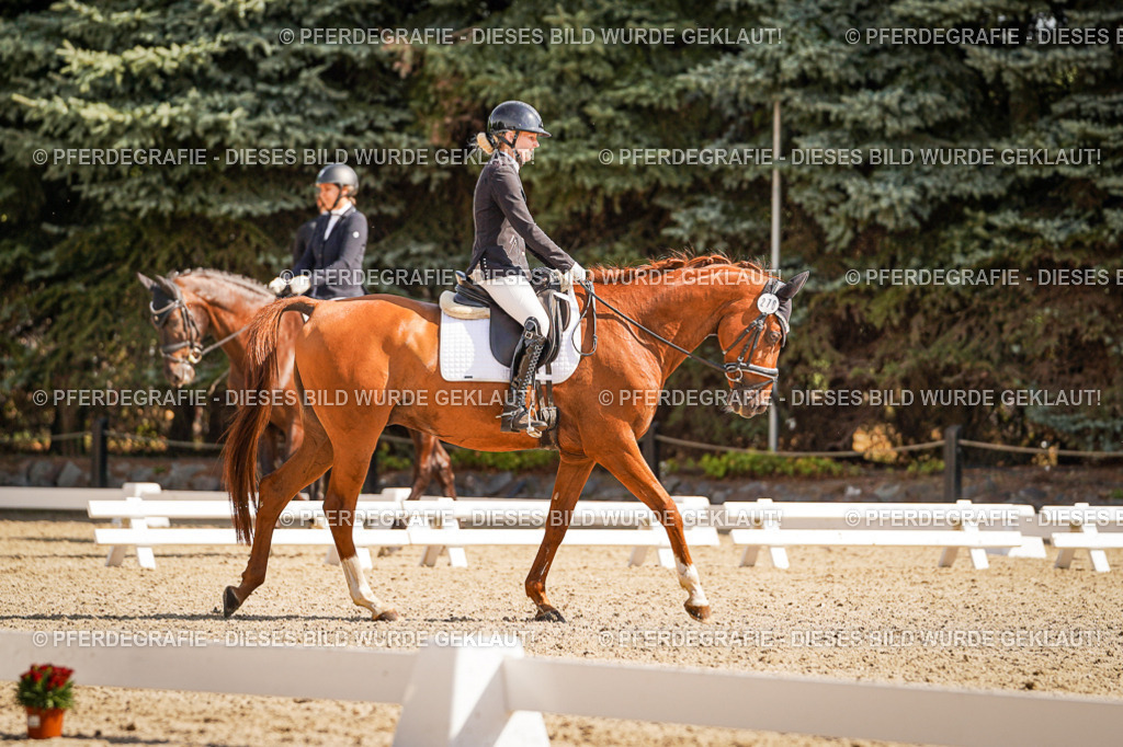 DSC00771 | Pferdegrafie