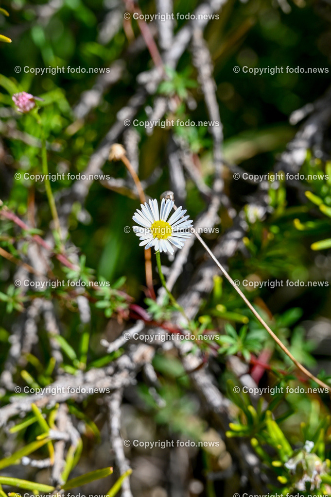 Arboretum von Trsteno_ Kroatien_ 11.10.2023-118 | 11.10.2023, Kroatien, HRV, Trsteno im Bild Arboretum, Trsteno, Hafen, Pflanzen, Brunnen, Neptunbrunnen, Wege, Palmen, Eukalyptus, Lorbeer, Kakteen, Zitrus, Oliven, Filmkulisse Game of Thrones

Das Arboretum von Trsteno befindet sich etwa 18 Kilometer nordwestlich der Stadt Dubrovnik im Sueden Kroatiens. Als einziges Arboretum an der oestlichen Adria-Kueste stellt es die aelteste Sammlung exotischer Baeume und Pflanzen des Landes dar.
Die Gartenanlage befindet sich entlang der Kuestenstraße zwischen den Ortschaften Orašac und Slano.
Quelle: Wikipedia