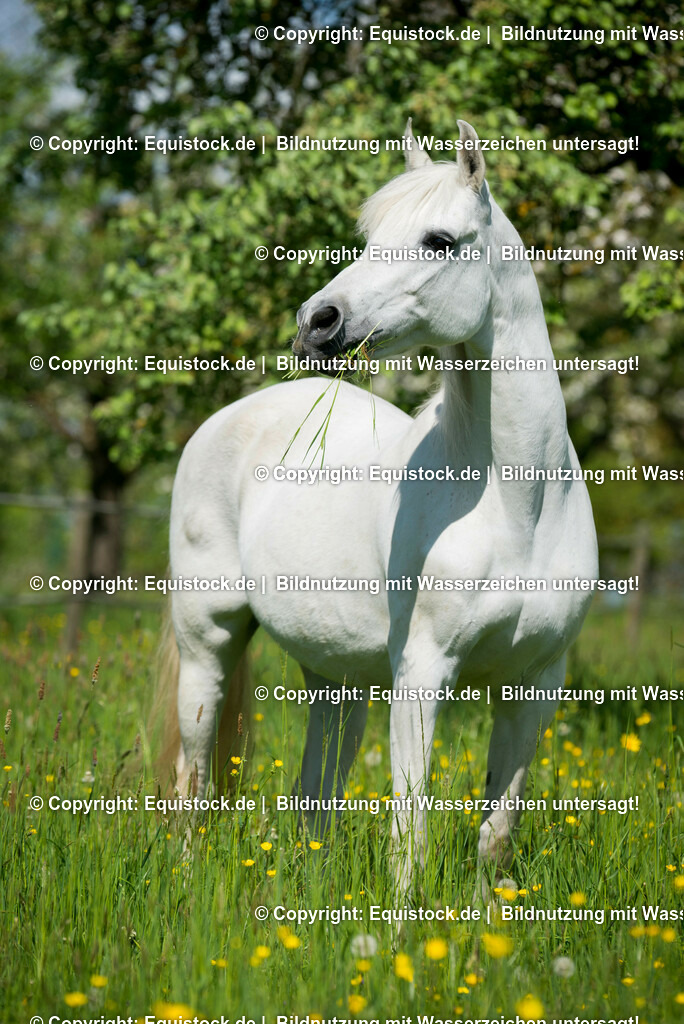 20150507_TOMsPiC_0139 | equistock