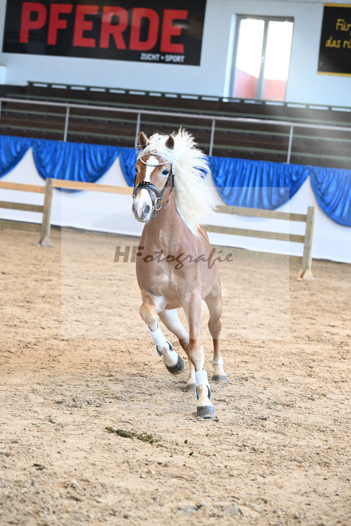 Kat-Nr. 30 Angeber SCH v. Andoro SCH_Schmid_48250600 | hf-fotografie - Realisiert mit Pictrs.com