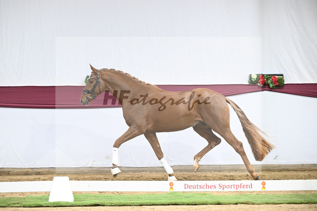 Kat-Nr. 132 Donier x Sir Alfred_Christian Kraus_47254452 | hf-fotografie - Realisiert mit Pictrs.com