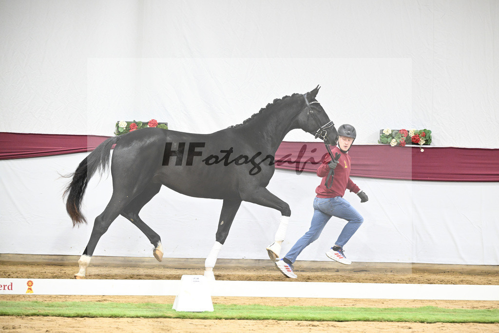 Kat-Nr. 61 Florent Blue Hors x St. Moritz Junior_ZG Kube u Holder_47252262 | hf-fotografie - Realisiert mit Pictrs.com