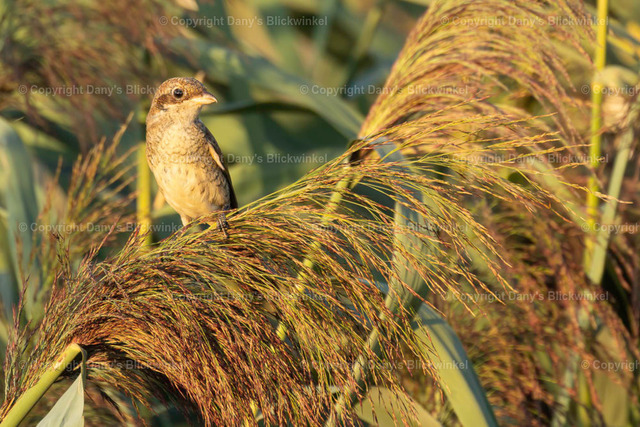 2022140 | Tierfotografie, Tierkalender, Tierbilder, Insekten, Spinnen, Vögel, Schmetterling, Libellen, Leinwand, Colorkey, Qualität, Geschenkartikel, Geschenk - Realisiert mit Pictrs.com