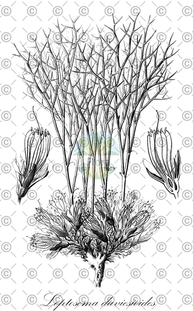 HistAbb_62WYT_1_ENZY_Simple | Historische Abbildung von Leptosema daviesioides - Fabaceae | Historical Illustration of Leptosema daviesioides - Fabaceae