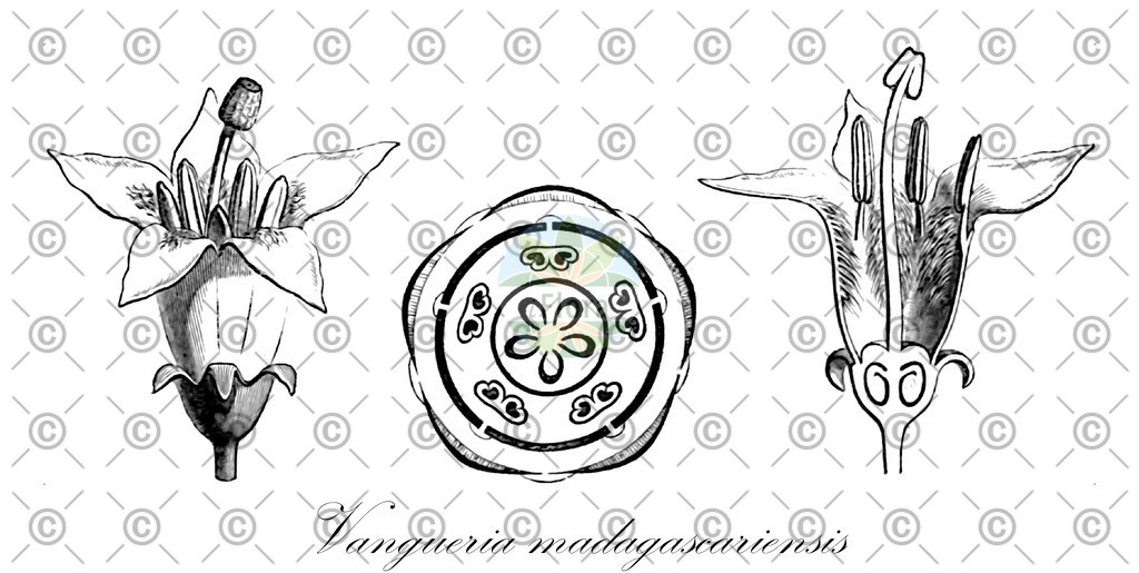 Histabb_WFO_wfo-0000331533_SRC_Koehler_1887_SIMPLE | Historische Abbildung von Vangueria madagascariensis - Rubiaceae | Historical Illustration of Vangueria madagascariensis - Rubiaceae