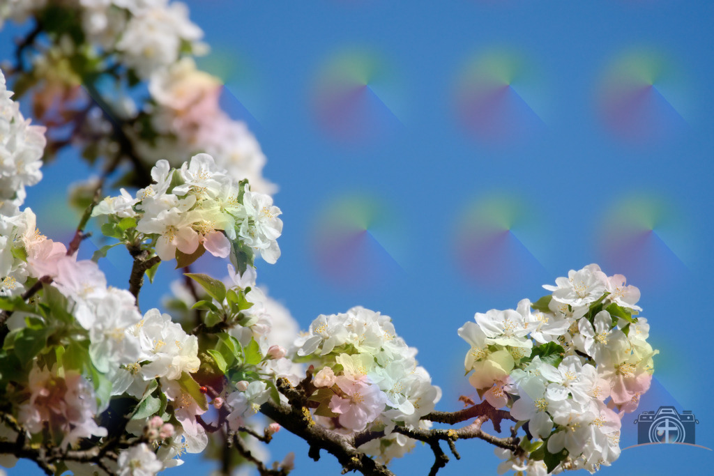 OB-Kirschblüte-0004 | Entdecken Sie eine vielfältige Auswahl individueller Fotos zum Kauf auf picturalux.de. Finden Sie hochwertige Bilder für Ihre Projekte, die Ihre Botschaft perfekt unterstreichen. Stöbern Sie jetzt und verleihen Sie Ihren Inhalten das gewisse Etwas! - Realisiert mit Pictrs.com