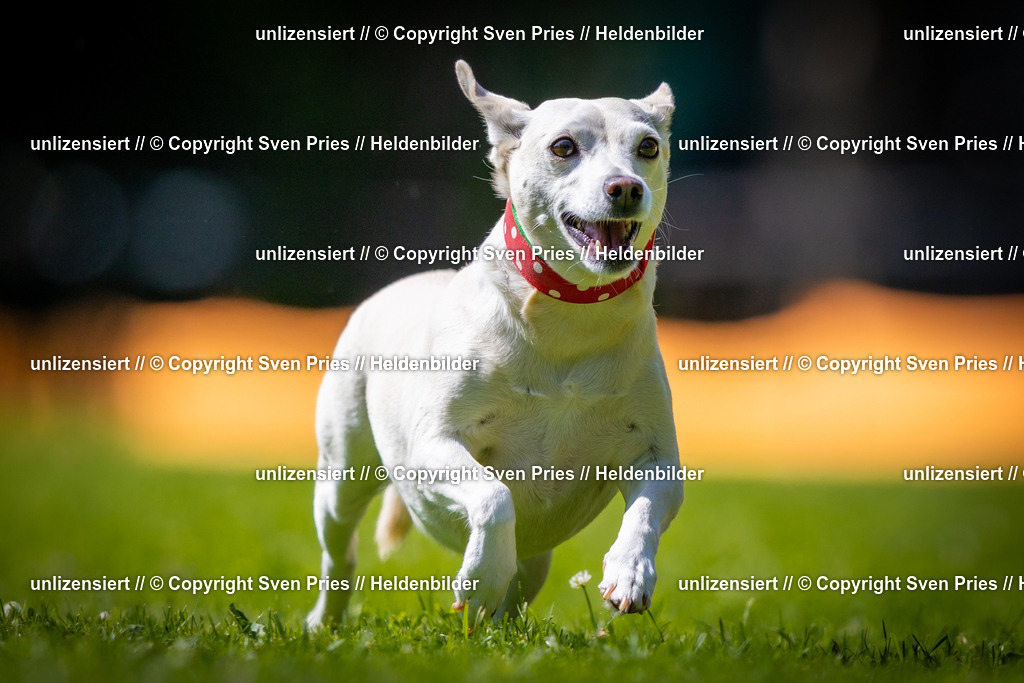 Sven Pries | 2025-08-10 - Hunderennen Durlach - Realisiert mit Pictrs.com