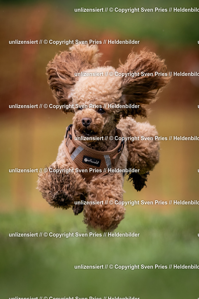 Sven Pries | 2024-04-21 - Hunderennen Baden-Oos
Foto: Sven Pries - Realisiert mit Pictrs.com