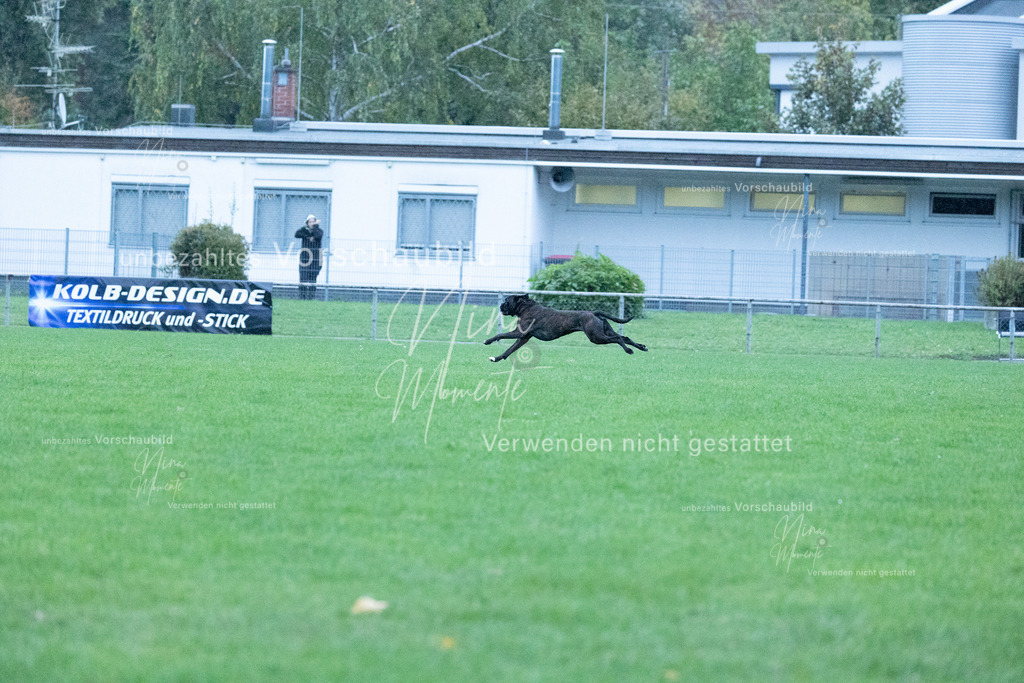 _16A4317 | Einzigartige Fotos von Hunden & Menschen –Actionfotos, Portraits, Vereinsaufnahmen & Paarshootings – authentisch, lebendig & mit Herz.