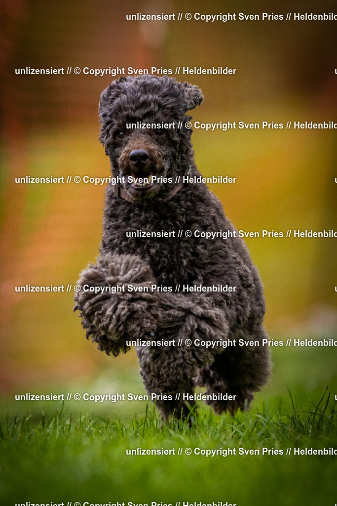 Sven Pries | 2025-04-13 - Hunderennen Baden-Baden - Realisiert mit Pictrs.com