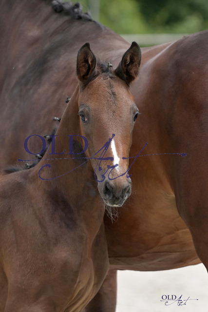 322 DE 418180656623 FRE Mylord Carthago - Conte Bellini - Darco_DSC_3517_s | <meta name="description" content="★Offizieller Merchandise und Foto-/Videostore des Oldenburger Verbandes.★ ✅Jetzt auch digital Ausdrucke erhältlich." />
<meta name="keywords" content="Merchandise Foto-/Videostore Oldenburger Verband Photographie 