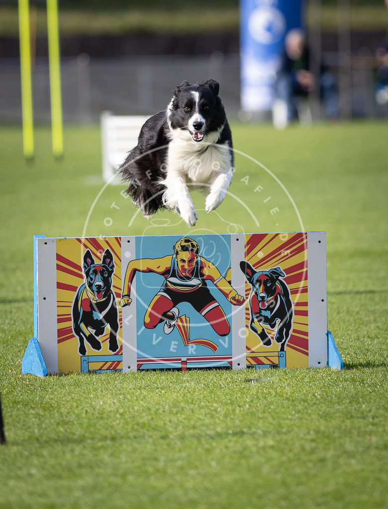 Pfotenfotografie_DV3A2500 | Hundefotografie, Tierfotograf, Pfotenfotografie, Fotoshooting Hund, Hunde Portrait, Hundesport, Hundeportraits, Heideshooting, Hunde, Sportfotograf, Hundefotograf, Turnierhundsport, THS,  - Realisiert mit Pictrs.com