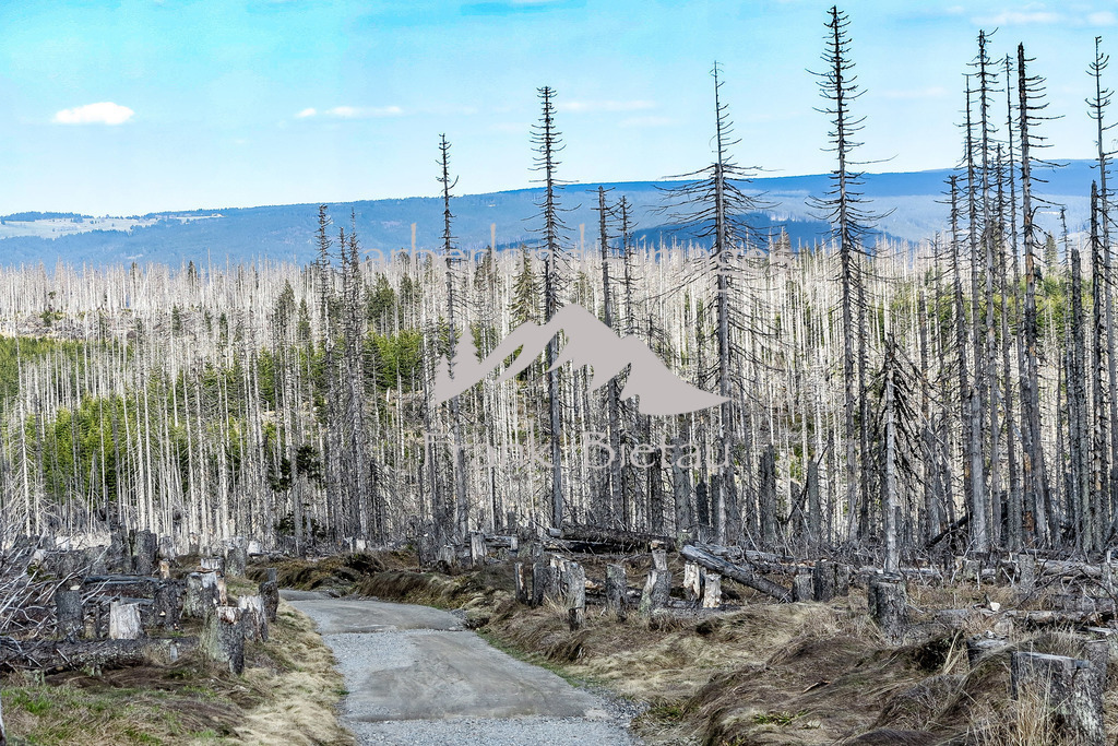 09052016-fb-1997 | Stürme und Borkenkäfer setzen dem Wald zu, ob im Bayerischen oder Böhmerwald, die gleichen Probleme