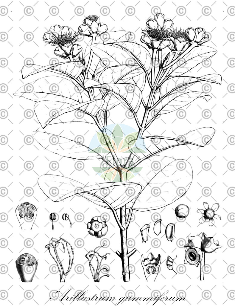 HistAbb_wfo-0000547477_1_ENZY_Simple | Historische Abbildung von Arillastrum gummiferum - Myrtaceae | Historical Illustration of Arillastrum gummiferum - Myrtaceae
