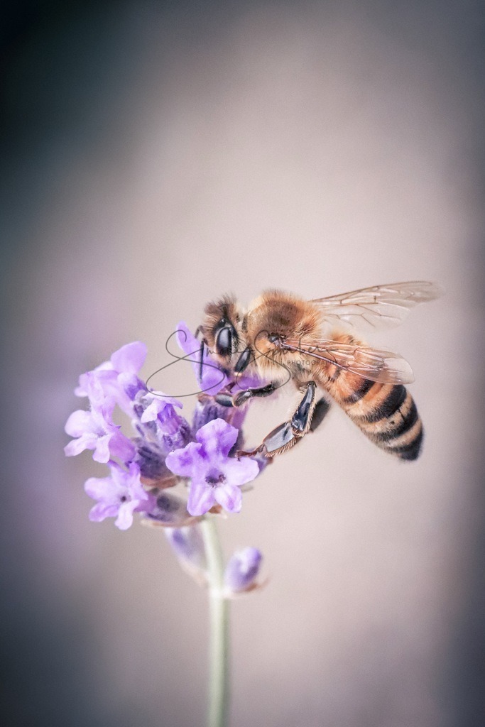 Honigbiene auf Lavendel | Simone Sperber, svb-photography,Fotografin,Bilddesignerin,Naturfotografie,Macrofotografie,Tierfotografie,Wildtierfotografie,Ausstellungen,Auftragsfotografie,Kunst,Art,Photographer,Shootings,Bildberatbeitung,Galerie,Shop