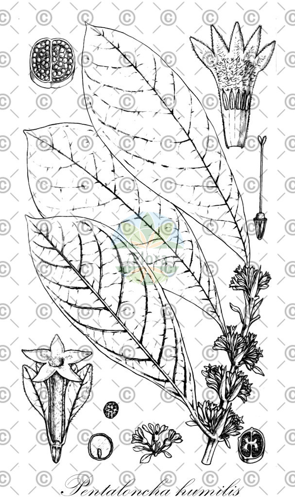 HistAbb_wfo-0000920936_1_ENZY_Simple | Historische Abbildung von Pentaloncha humilis - Rubiaceae | Historical Illustration of Pentaloncha humilis - Rubiaceae