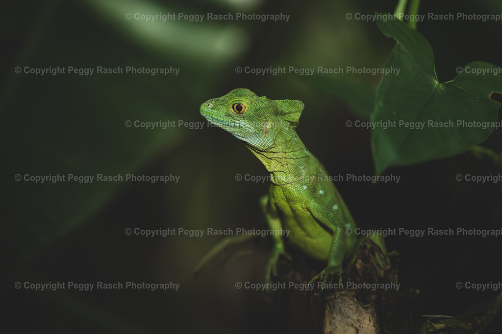 Lizard (6) | PeggyRaschPhotography - Realisiert mit Pictrs.com
