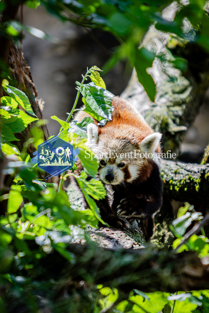 IMG_6541 | SportEventFotografie - Roman Stoiber