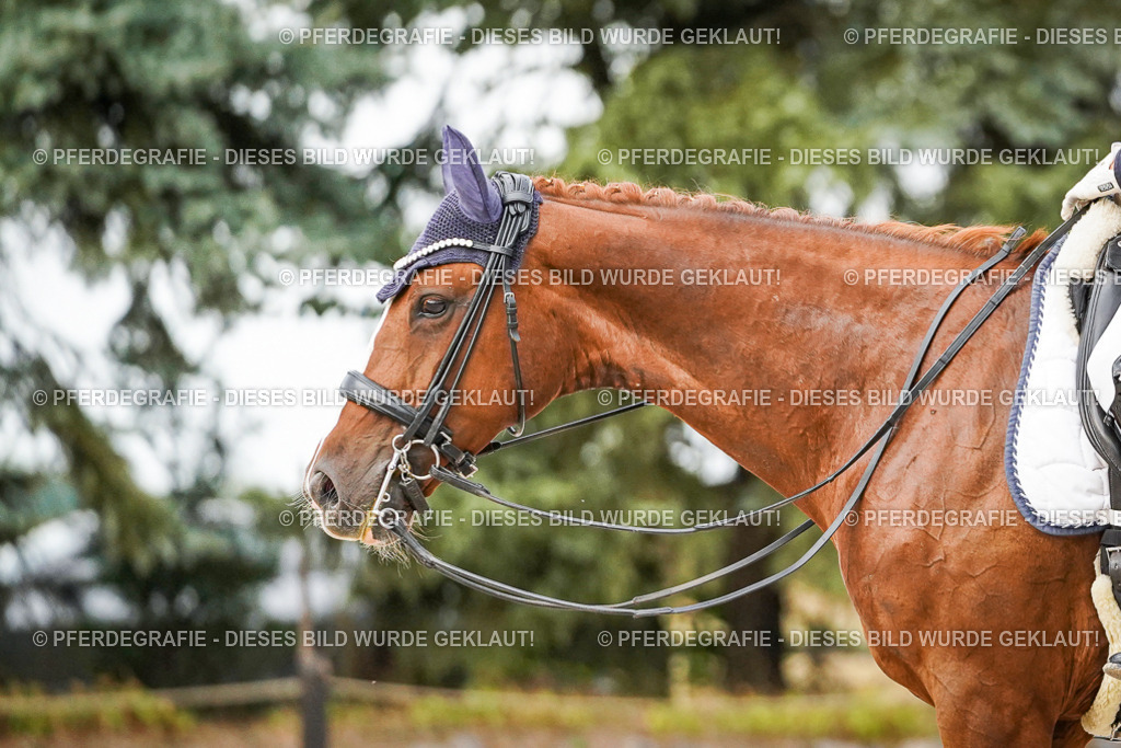 DSC09259 | Pferdegrafie