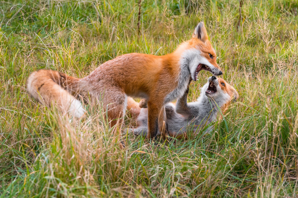 Redfox in Shiretoko National Park, Hokkaido | Die ideale Geschenkidee für Naturliebhaber. Naturbilder von Marcel Gross Photography für ihr Zuhause in den verschiedensten Formaten und Materialien. - Realisiert mit Pictrs.com