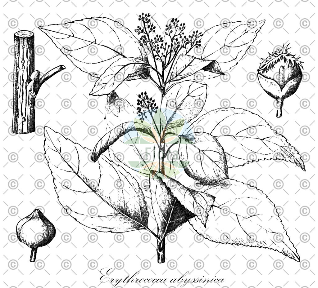 HistAbb_wfo-0000954159_1_ENZY_Simple | Historische Abbildung von Erythrococca abyssinica - Euphorbiaceae | Historical Illustration of Erythrococca abyssinica - Euphorbiaceae