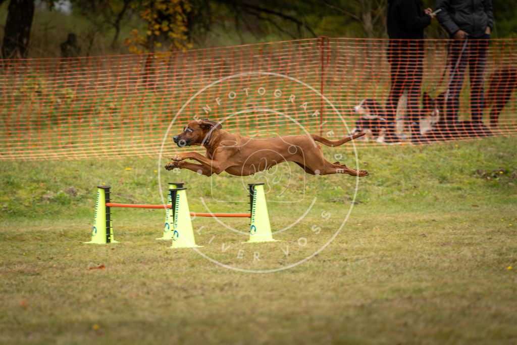 Pfotenfotografie_DV3A5731 | Hundefotografie, Tierfotograf, Pfotenfotografie, Fotoshooting Hund, Hunde Portrait, Hundesport, Hundeportraits, Heideshooting, Hunde, Sportfotograf, Hundefotograf, Turnierhundsport, THS,  - Realisiert mit Pictrs.com