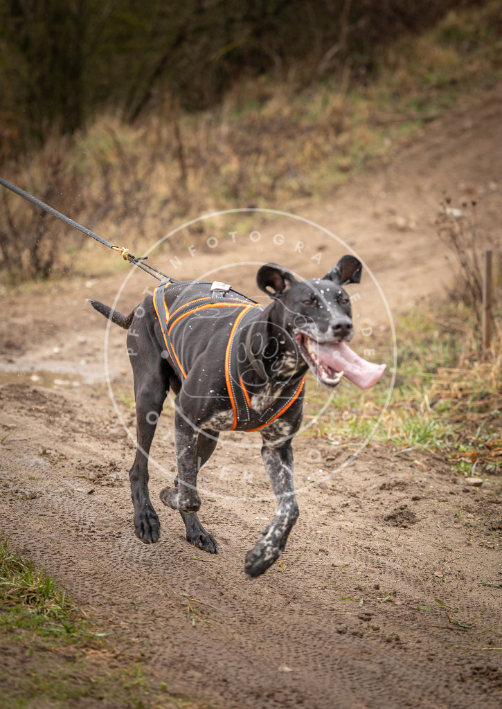 DV3A0248 | Hundefotografie, Tierfotograf, Pfotenfotografie, Fotoshooting Hund, Hunde Portrait, Hundesport, Hundeportraits, Heideshooting, Hunde, Sportfotograf, Hundefotograf, Turnierhundsport, THS,  - Realisiert mit Pictrs.com