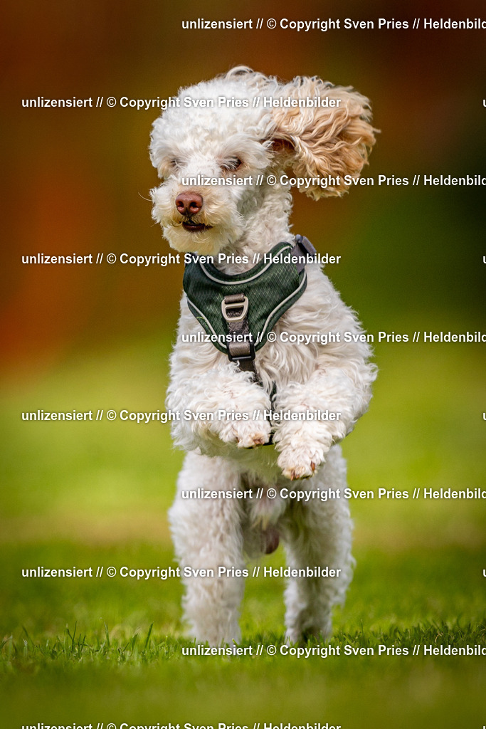 Sven Pries | 2024-09-22 - Hunderennen Baden-BadenPudelverein - Realisiert mit Pictrs.com