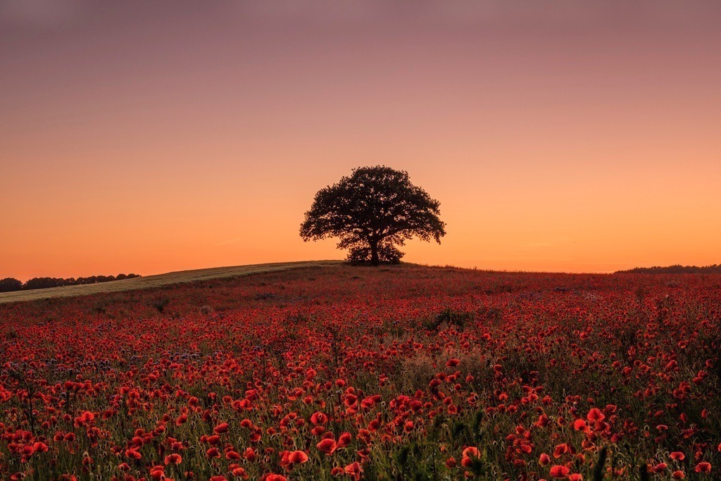 _DSF0144-Bearbeitet | Entdecken Sie hochwertige Fotoprodukte für Ihr Zuhause, Büro oder als besonderes Geschenk.rpixel.de bietet Ihnen exklusive Fotografien aus den Bereichen Natur, Landschaft und Motiven vom Meer.Einfach direkt im Online-Shop bestellen. - Realisiert mit Pictrs.com