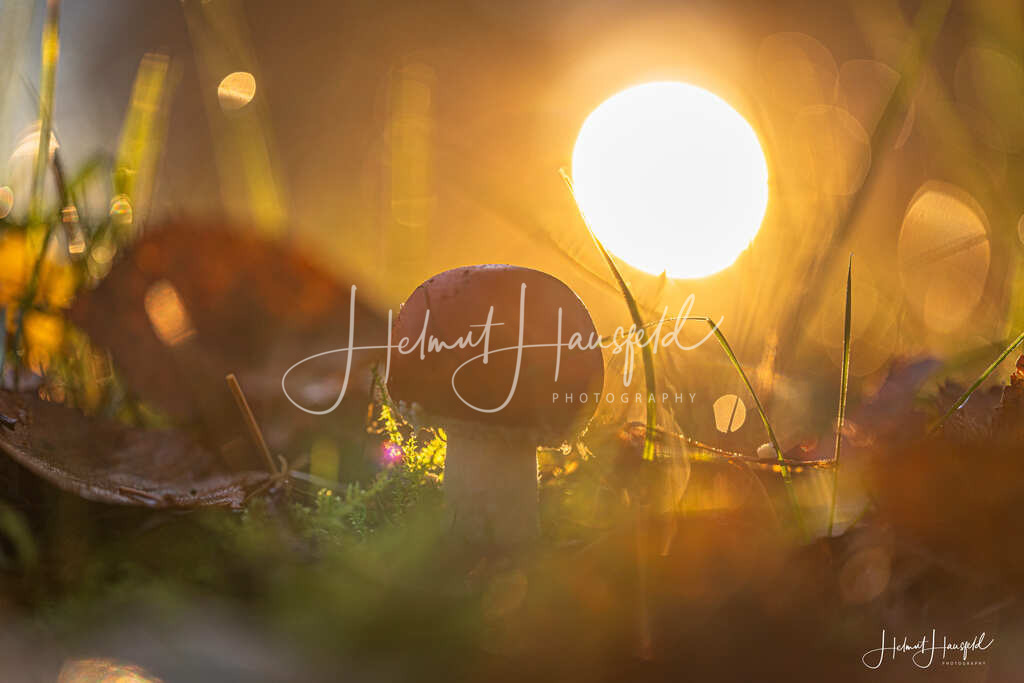 DSC03578 | Landschaftsfotografie, Naturfotografie - Realisiert mit Pictrs.com